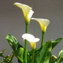 Foto del perfil de palindromo