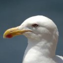 Foto del perfil de avedepaso