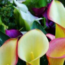 Avatar de maradentro