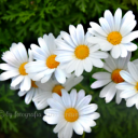 Foto del perfil de Isa53Mad