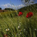 Foto del perfil de marinot
