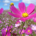 Foto del perfil de Luana66