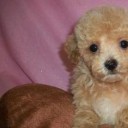 Foto del perfil de emilymaia