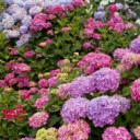 Foto del perfil de carmenzaragoza